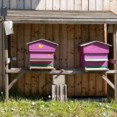 Jonquille - La Petite Meurthe Ban-sur-Meurthe-Clefcy