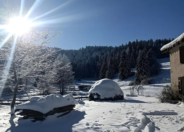 Jonquille - La Petite Meurthe * Ban-sur-Meurthe-Clefcy